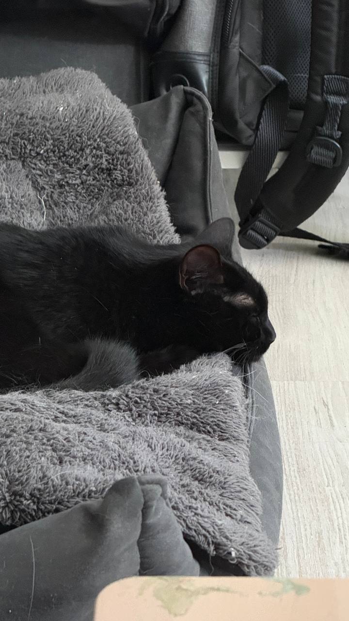Nyx 2