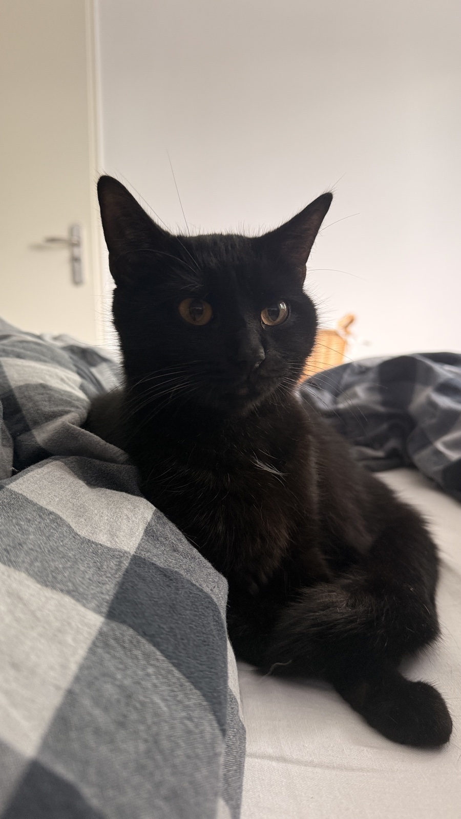 Nyx 3